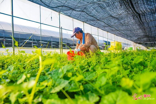 寒露育苗忙 科技助力農業技術開發與鄉村振興