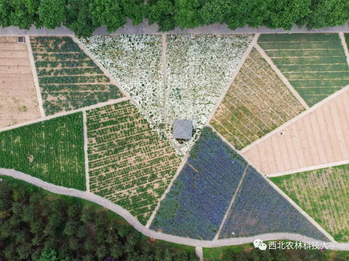 萬畝高粱紅了 農業技術開發助力產業升級