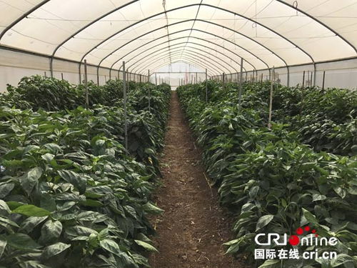 中以農業科技合作全面深入發展，推動農業技術開發邁向新高度