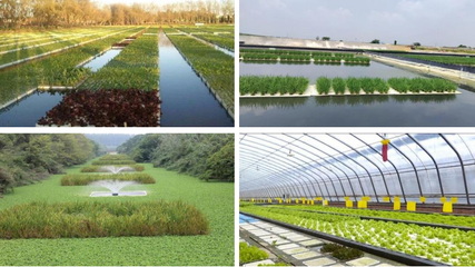 鄭展望 鄉村環境價值產業開發——“碧水漁倉”項目模式實踐與農業技術開發