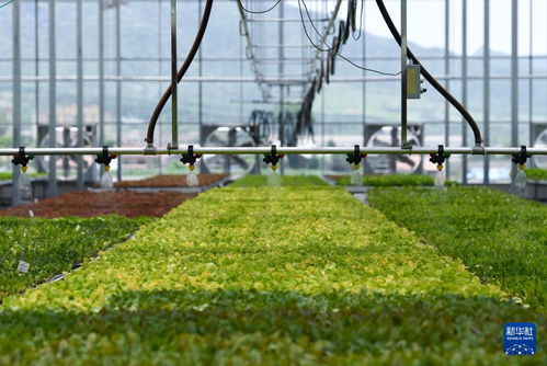 陜西寶雞 以農業技術開發推動綠色發展，擘畫鄉村振興新圖景