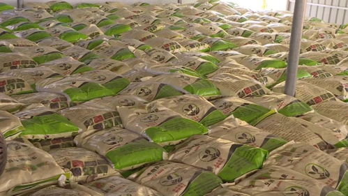 科技賦能熱帶農業 保亭打造鄉村振興新引擎