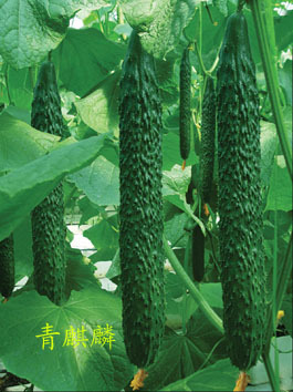 北京中良信農(nóng)業(yè)技術(shù)開發(fā) 科技賦能現(xiàn)代農(nóng)業(yè)，引領(lǐng)綠色創(chuàng)新發(fā)展