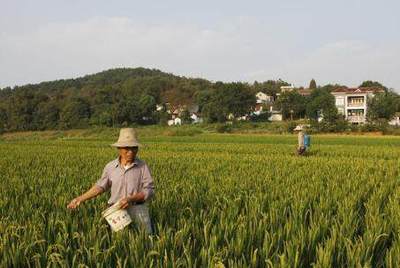 綠色農(nóng)業(yè)發(fā)展的技術(shù)瓶頸與突圍之路