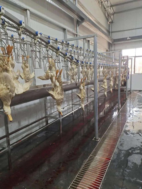 青企領(lǐng)航，科技賦能現(xiàn)代農(nóng)業(yè)——江西綠之星農(nóng)業(yè)科技發(fā)展有限責(zé)任公司技術(shù)開發(fā)實(shí)踐