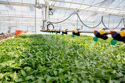 種菜也要“科技范”!萬(wàn)山種苗繁育實(shí)現(xiàn)“自動(dòng)化”