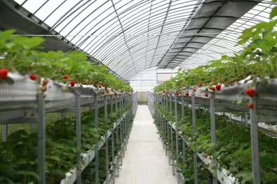 甘肅榆興生態(tài)農(nóng)業(yè)科技開發(fā) 引領(lǐng)現(xiàn)代農(nóng)業(yè)技術(shù)創(chuàng)新與綠色轉(zhuǎn)型