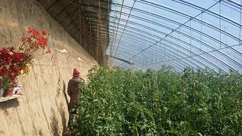 赤峰市盈潤(rùn)農(nóng)業(yè)高新技術(shù)開發(fā) 新型大棚保溫被引領(lǐng)農(nóng)業(yè)技術(shù)新變革